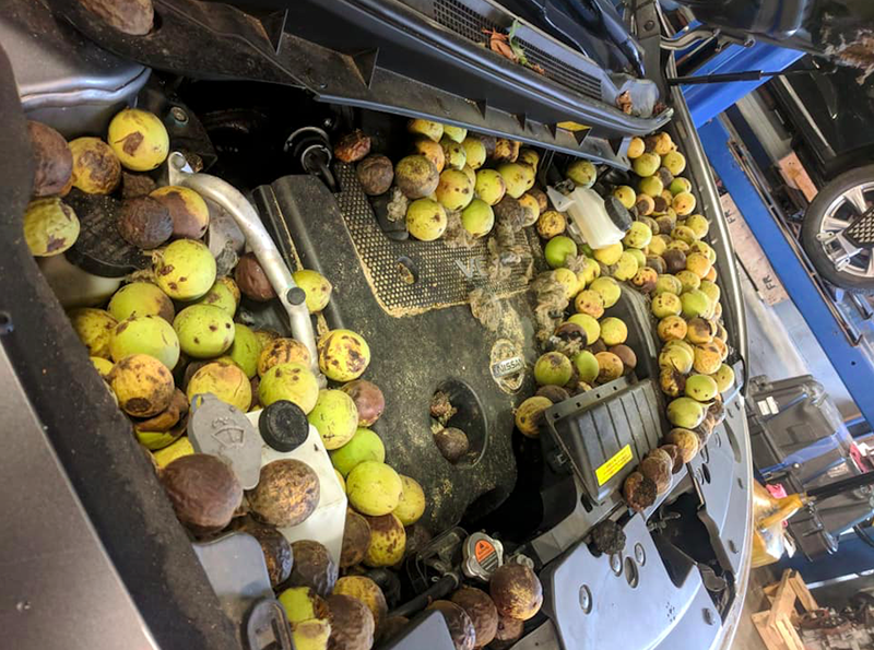 Illustration for article titled The Number of Nuts Stuffed Into This Nissan Murano's Engine Bay Is Astonishing